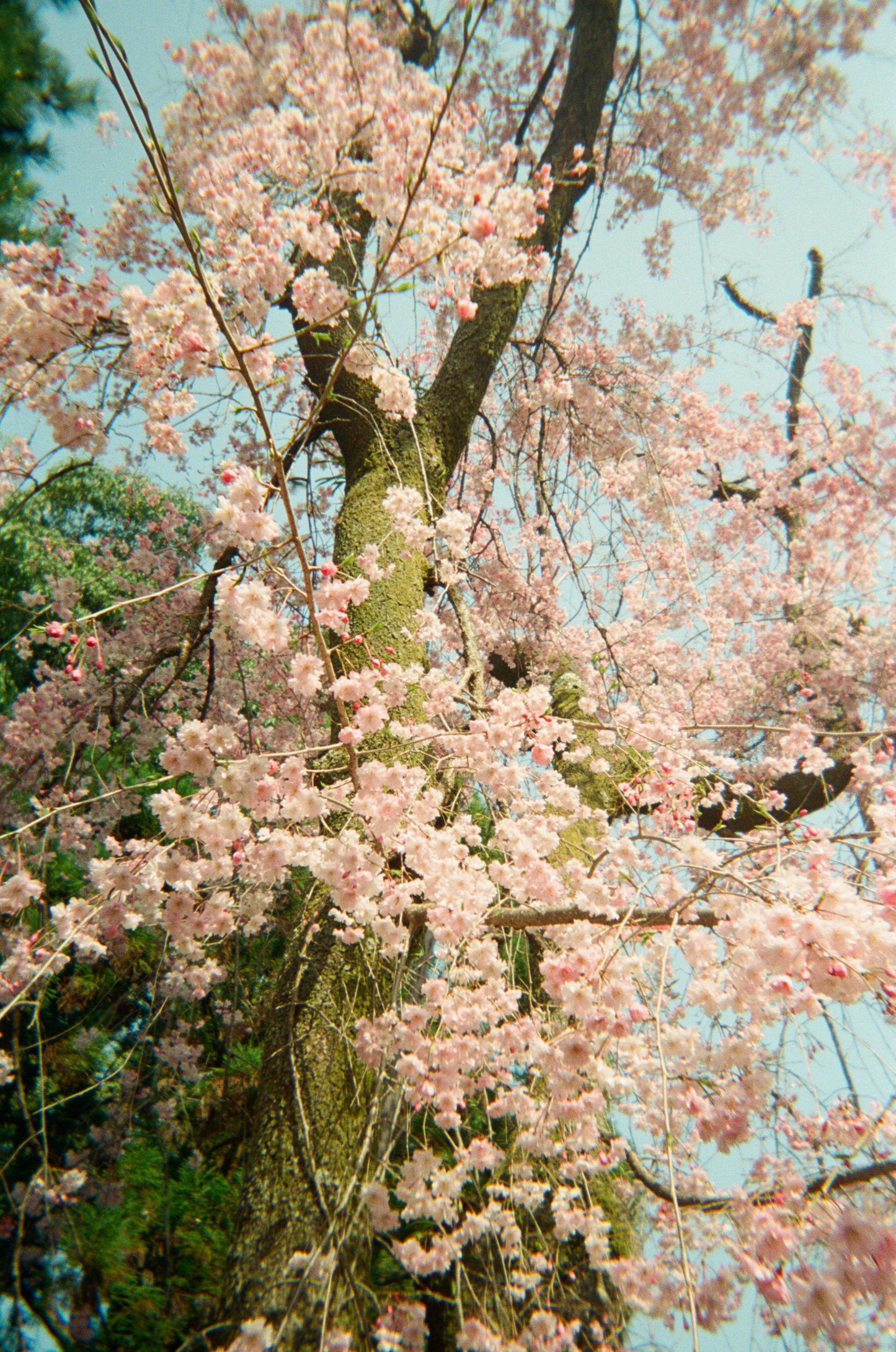 CAS Retro Disposable Film Camera - 39 Exposures