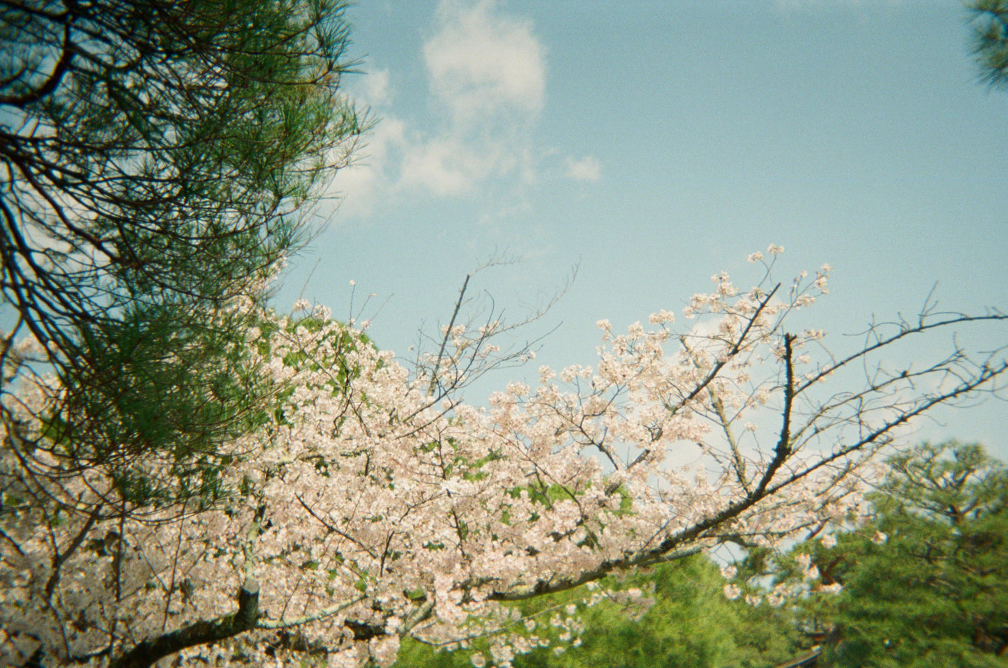CAS Retro Disposable Film Camera - 39 Exposures