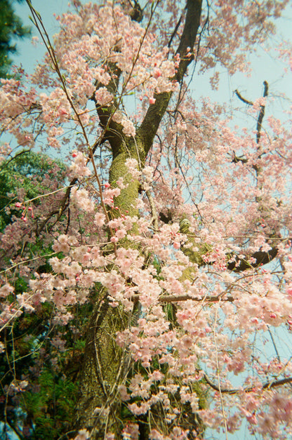 CAS Retro Disposable Film Camera - 39 Exposures