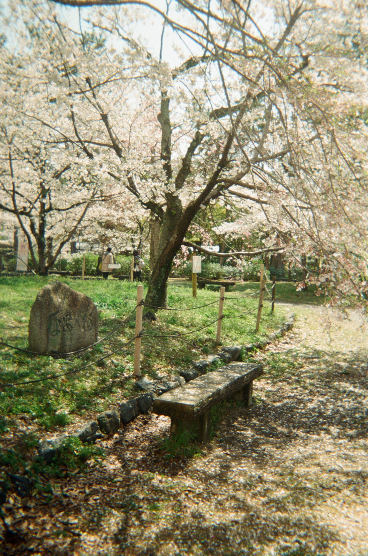 CAS Retro Disposable Film Camera - 39 Exposures