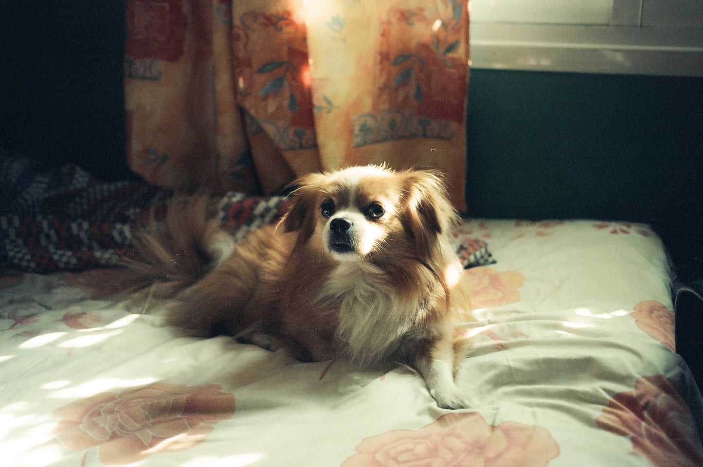 Daydream 200T - Experimental ECN2 Film - 27 Exposures